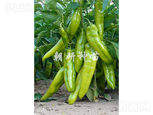 ��17-�����N��-���зN��