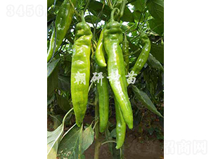 ��173-�����N��-���зN��