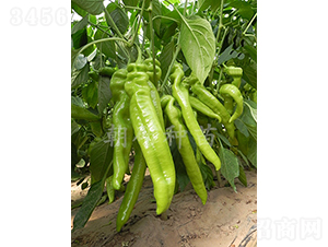 ��172-�����N��-���зN��