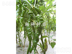 ��9801-�����N��-���зN��