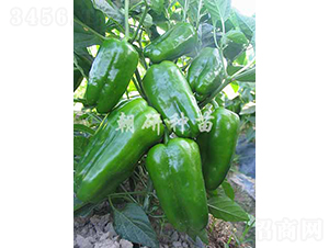 ��14-�𽷷N��-���зN��