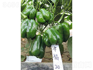 津福20-甜椒種子-朝研種苗