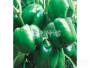 津福16號-甜椒種子-朝研種苗