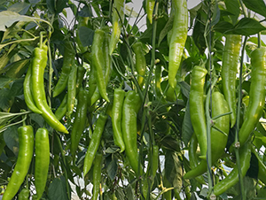 �Z��189-�����N��-���շN��