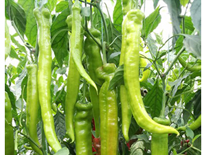 �Z��115-�����N��-���շN��