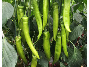 �Z��118-�����N��-���շN��