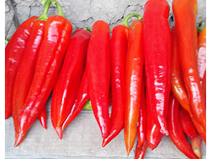 ����ɯ-�����N��-���շN��