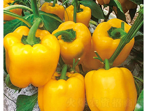 ����22-�����N��-���շN��