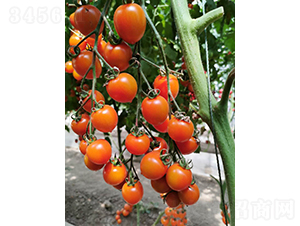 ���1̖(h��o)-���ѷN��-���շN��