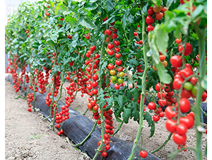 ����8877-���ѷN��-���շN��