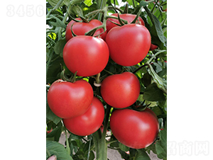 ����787-���ѷN��-���շN��