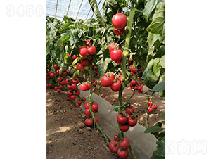 ��Ş010-���ѷN��-���շN��