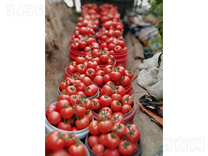 �x�v-���ѷN��-���շN��