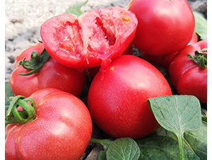 ����1̖(h��o)-���ѷN��-���շN��