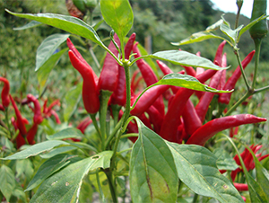 ���콷-�����N��-����