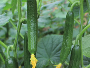 �y(t��ng)һ808-�S�ϷN��-����