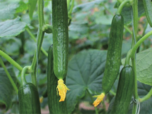 �G��-�S�ϷN��-����