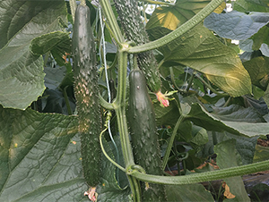 �д�736-�S�ϷN��-����