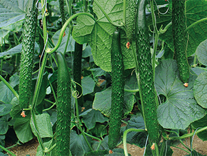 ��(qi��ng)��519-�S�ϷN��-����