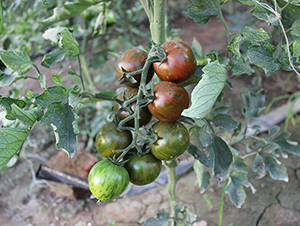 ��õ��-���ѷN��-����