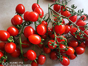 �t��ʯ-���ѷN��-����