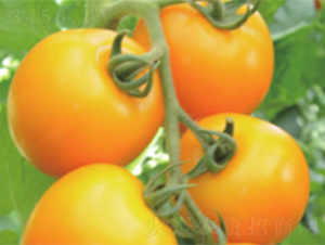 �S�_��6̖-���ѷN��-����