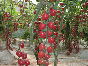 ��ӯ-���ѷN��-����