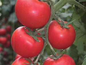 �_��-���ѷN��-����