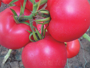 �ʽ�6̖-���ѷN��-����