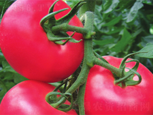 ����-���ѷN��-����