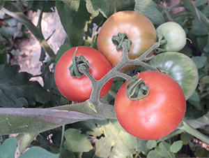 ����-���ѷN��-����