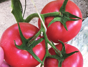 艾爾蒂絲-番茄種子-魯壽