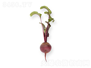 �ɵ٣�13-204��-�}���N��-���r�r�I(y��)