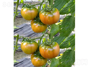 �rζ������-���ѷN��-���r(n��ng)�r(n��ng)�I(y��)