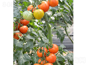 ���ݮ����-���ѷN��-���r(n��ng)�r(n��ng)�I(y��)