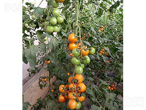 ɯ��1̖-���ѷN��-���r(n��ng)�r(n��ng)�I(y��)