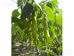 �����37-109��-�����N��-���r(n��ng)�r(n��ng)�I(y��)