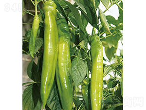 37-79-�����N��-���r(n��ng)�r(n��ng)�I(y��)