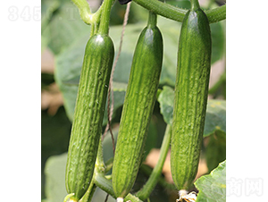 ����-ˮ���S�ϷN��-���r(n��ng)�r(n��ng)�I(y��)