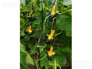 ��С���^�p���Ϲ�-�r(n��ng)�ƷN��