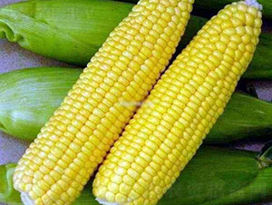 �������׷N��-�r(n��ng)�ƷN��