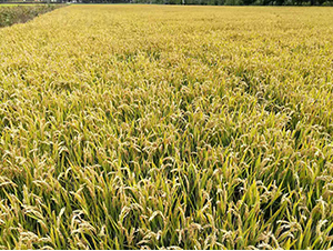 ������ܛ1̖(h��o)-ˮ���N��-�r(n��ng)�ƷN��