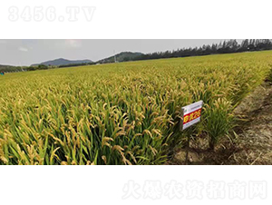 �ꃞ(y��u)26-ˮ���N��-�r(n��ng)�ƷN��