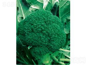 ���G��̖��Ҭ�˷N��-�r(n��ng)�ƷN��