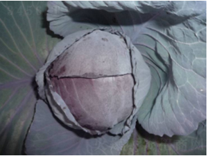 ���ϸʸ��{(l��n)�N��-�r(n��ng)�ƷN��