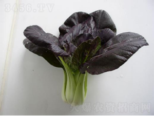 ������˷N��-�r�ƷN��