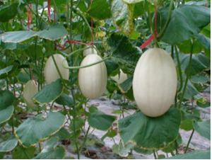 �|����һ̖(h��o)-���ϷN��-�r(n��ng)�ƷN��