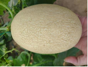 ������9̖(h��o)-���ϷN��-�r(n��ng)�ƷN��