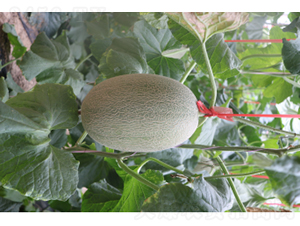 科雷特25號-甜瓜種子-農(nóng)科種子