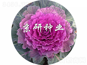 ��ɏ�t3̖-���{(l��n)�N��-���зN�I(y��)